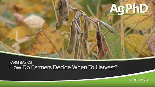 How Do Farmers Know When to Harvest? | Ag PhD