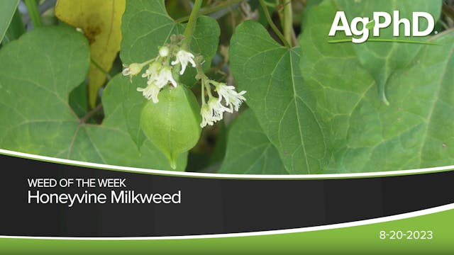 Honeyvine Milkweed | Ag PhD
