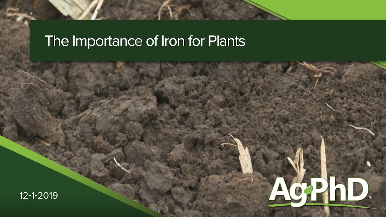 The Importance of Iron for Plants 2019 AcresTV