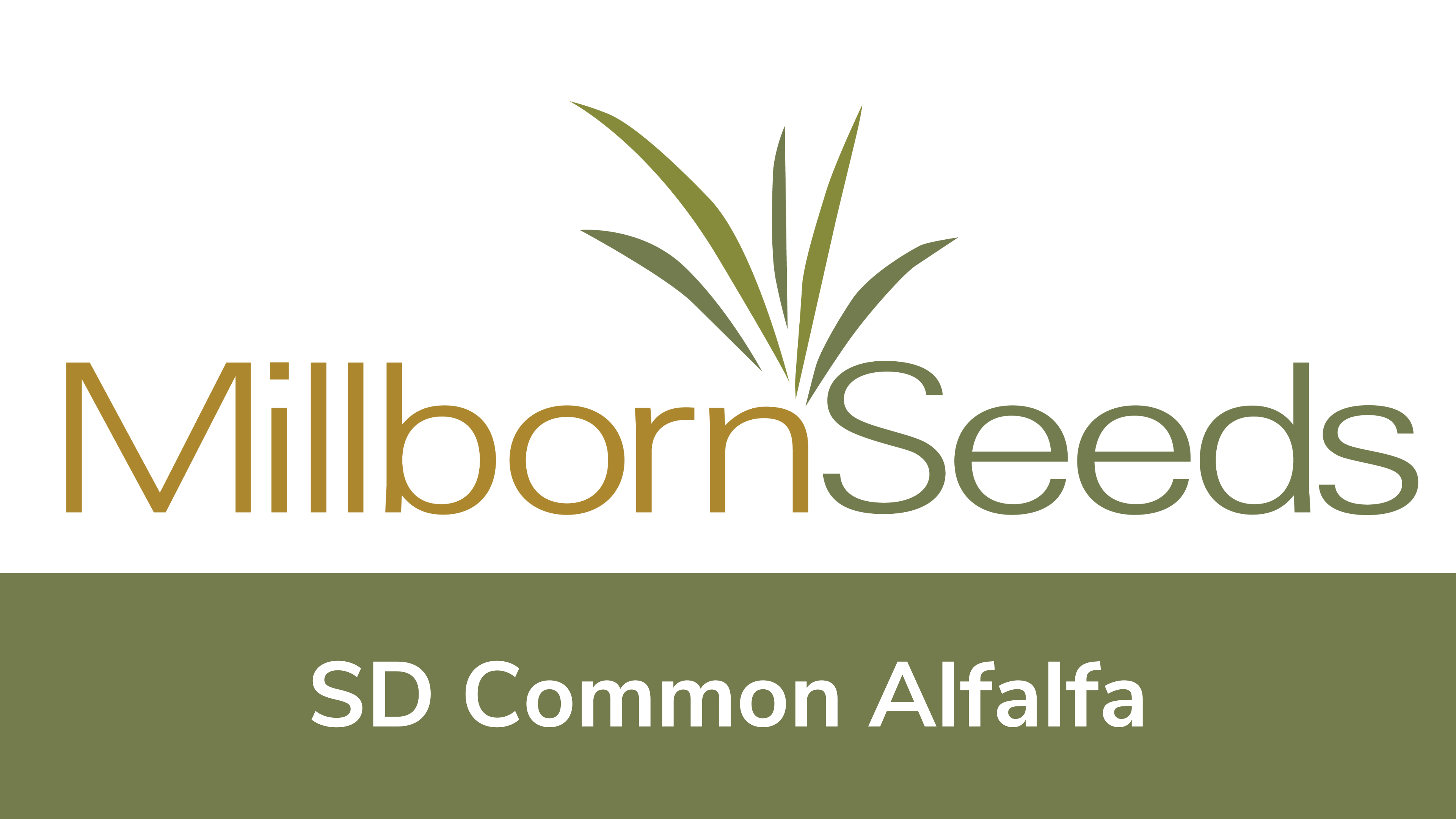 Millborn Seeds - South Dakota Common Alfalfa