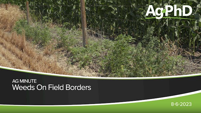 Weeds On Field Borders | Ag PhD