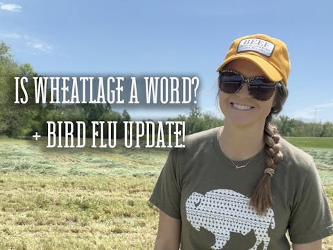 Is Wheatlage a Word? Plus, Avian Infl...