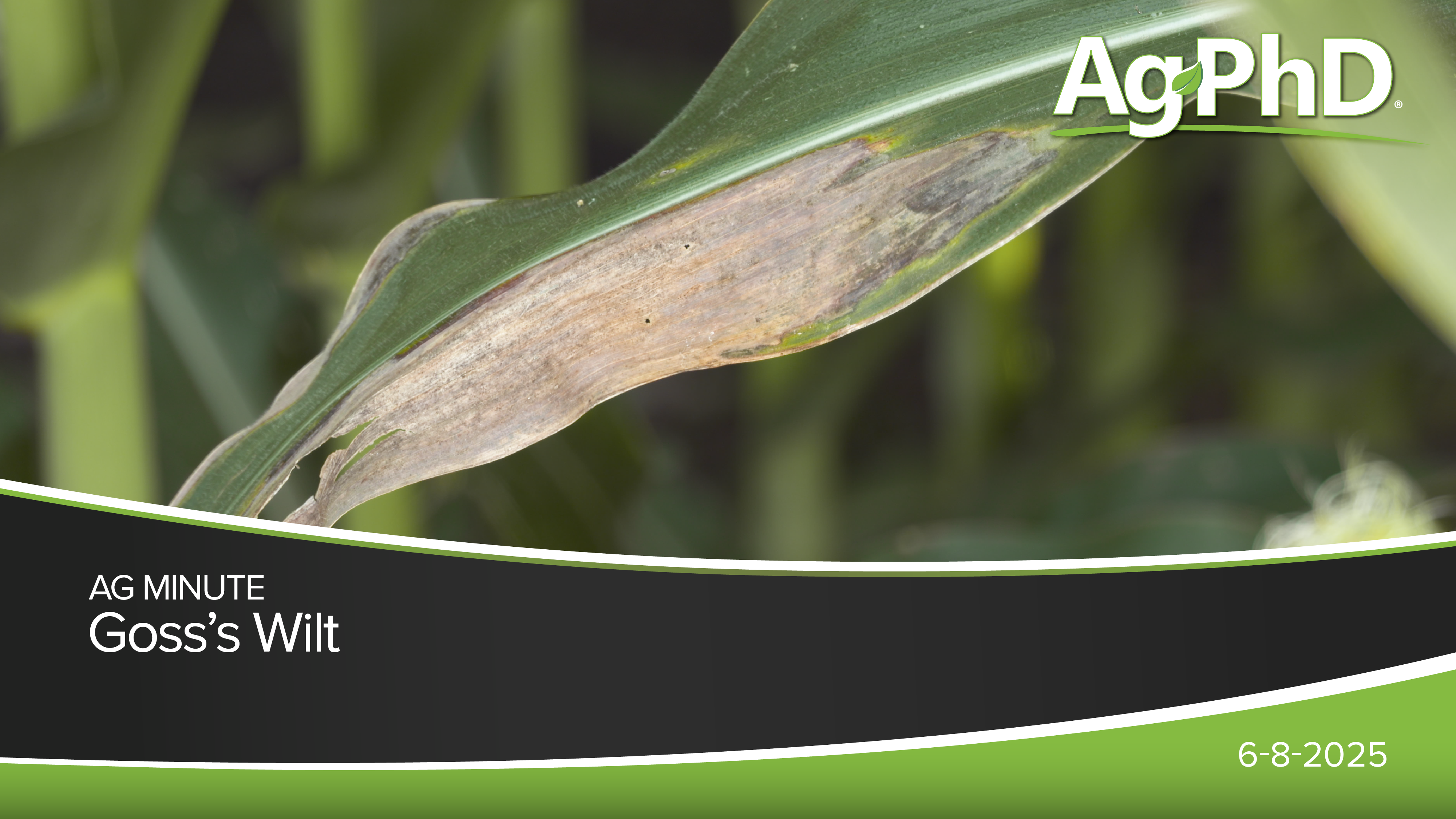 Goss's Wilt | Ag PhD