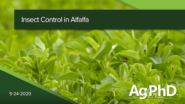 Insect Control In Alfalfa | Ag PhD