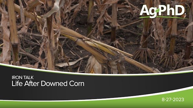 Life After Downed Corn | Ag PhD