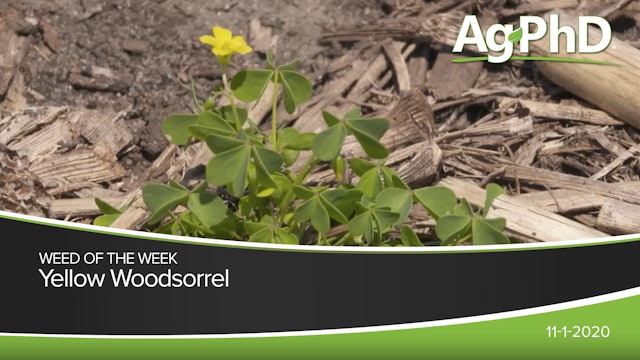 Yellow Woodsorrel | Ag PhD