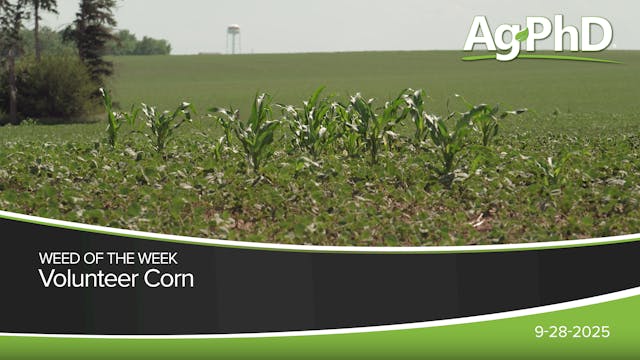 Volunteer Corn | Ag PhD