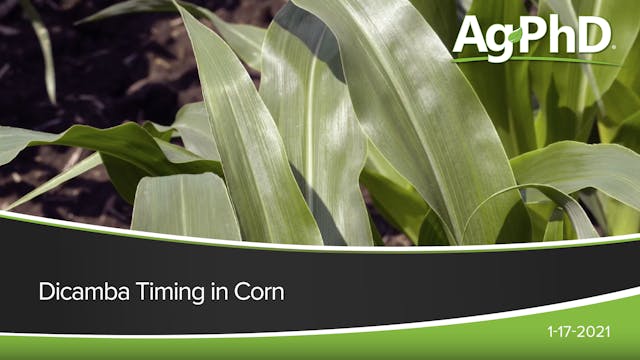 Dicamba Timing in Corn | Ag PhD