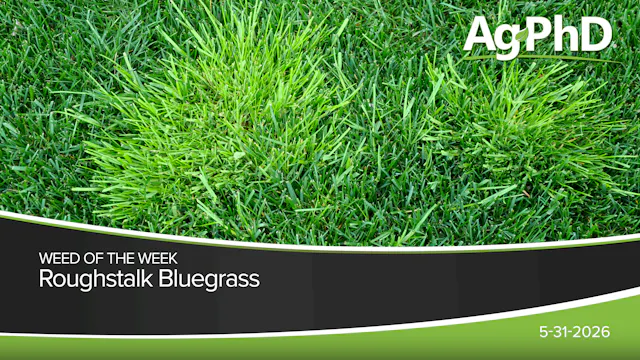 Roughstalk Bluegrass | Ag PhD