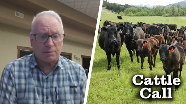 Cattle Markets Overbought, South Jump...