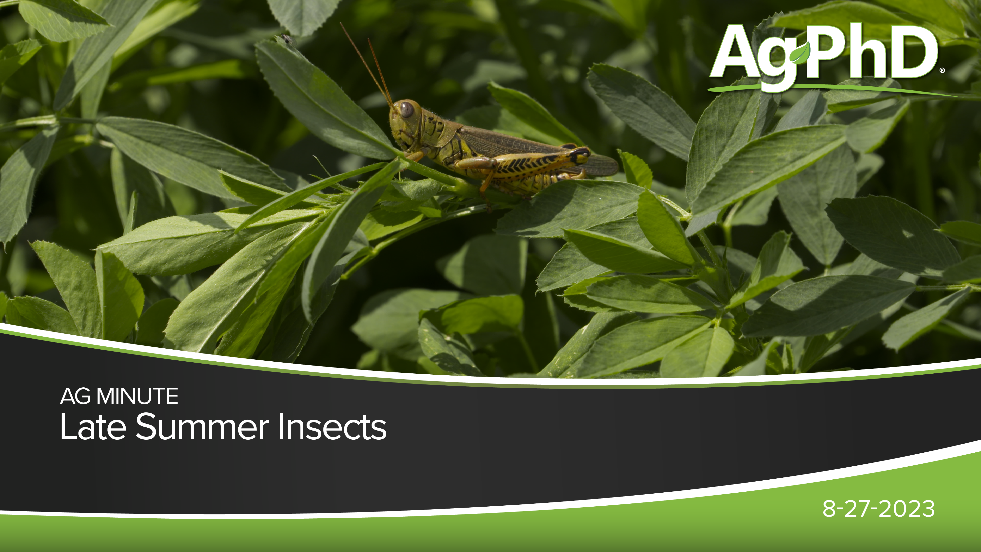 Late Summer Insects | Ag PhD