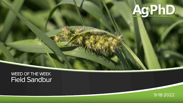 Field Sandbur | Ag PhD
