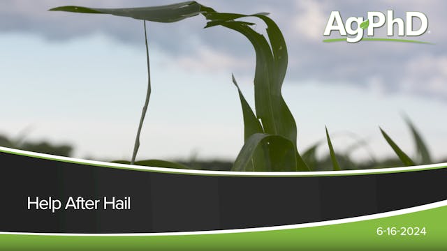 Help After Hail | Ag PhD