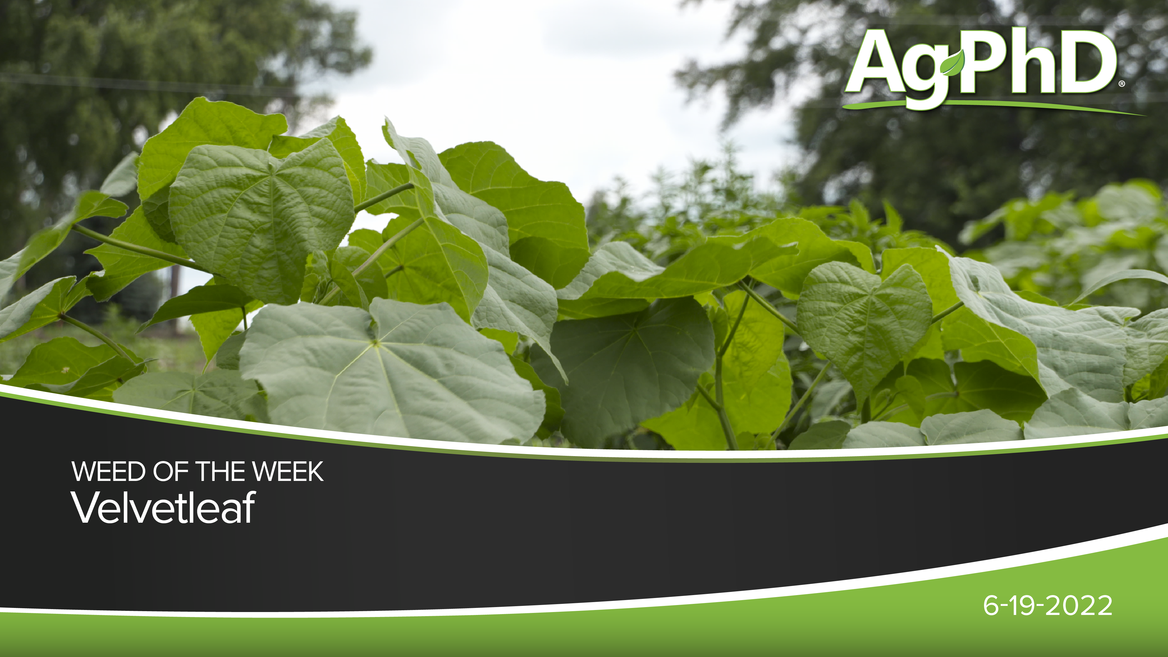 Velvetleaf | Ag PhD