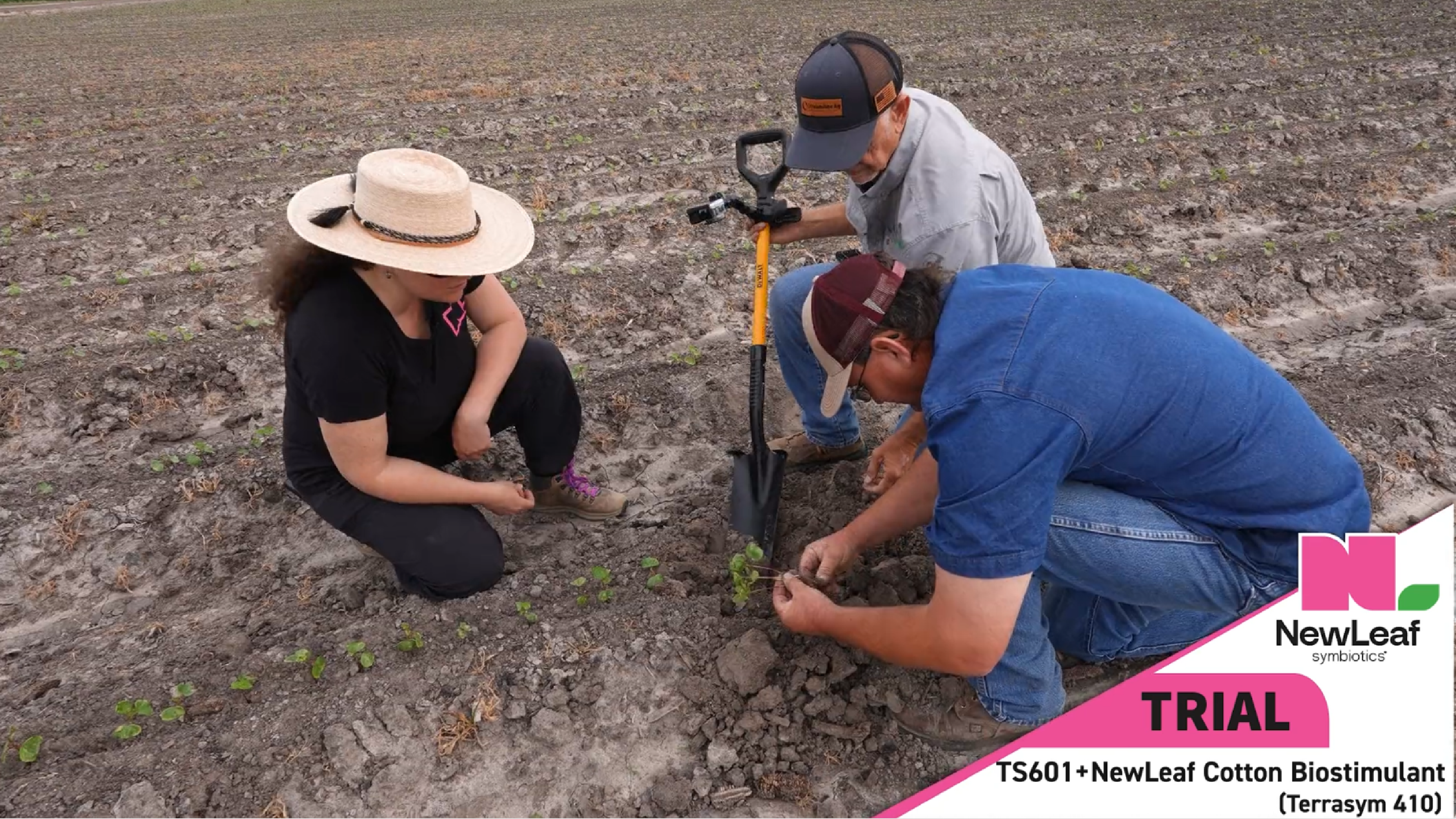 Targeting Rhizoctonia in Cotton | Pink Performance Tour | NewLeaf Symbiotics