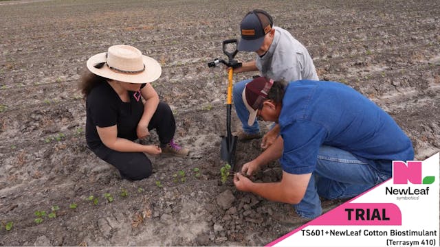 Targeting Rhizoctonia in Cotton | Pin...