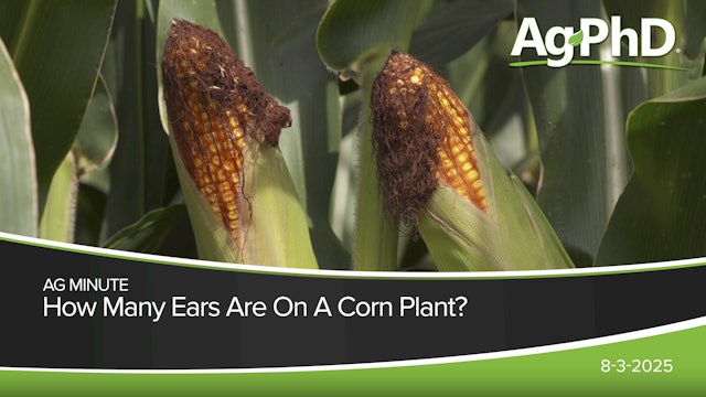 How Many Ears Are on a Corn Plant? | Ag PhD