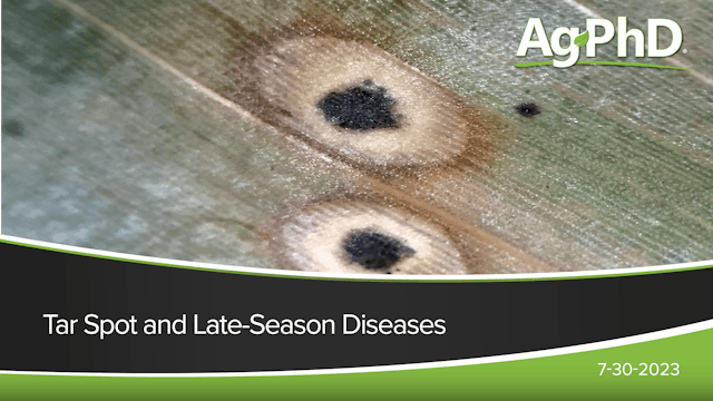 Tar Spot and Late-Season Diseases | Ag PhD