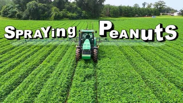 Spraying Peanuts So They Don't Get A ...