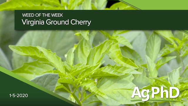 Virginia Ground Cherry | Ag PhD