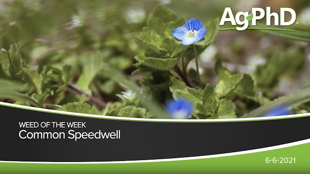 Common Speedwell | Ag PhD