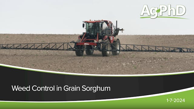 Weed Control in Grain Sorghum | Ag PhD