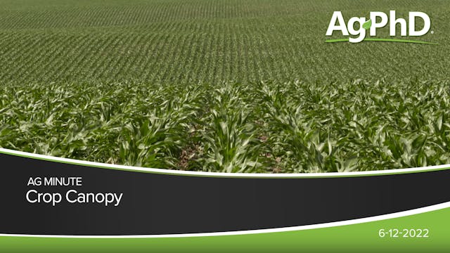 Crop Canopy | Ag PhD