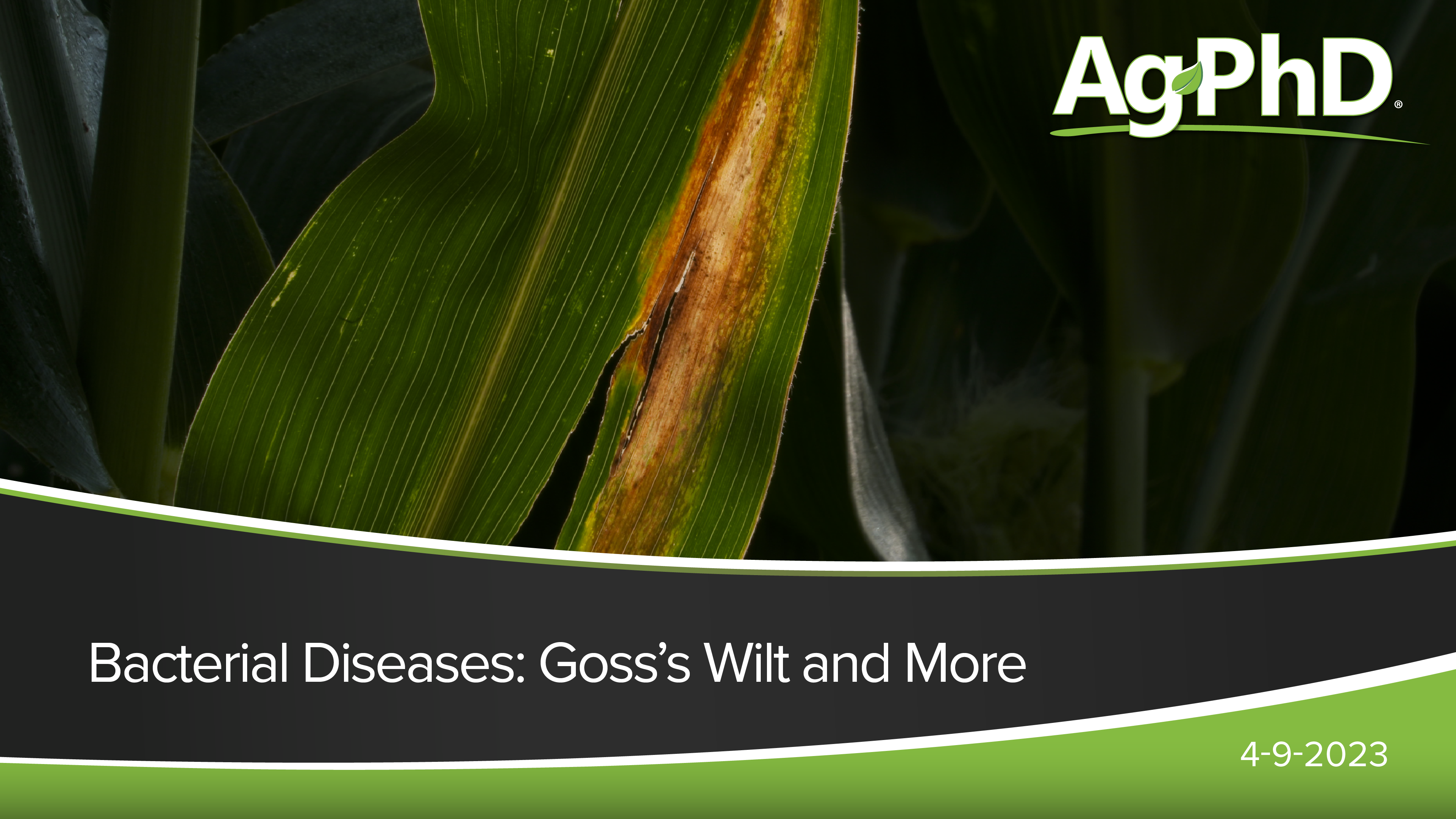 Bacterial Diseases: Goss's Wilt and More | Ag PhD