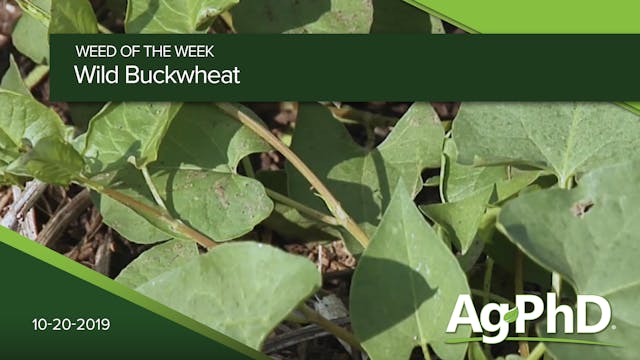 Wild Buckwheat | Ag PhD