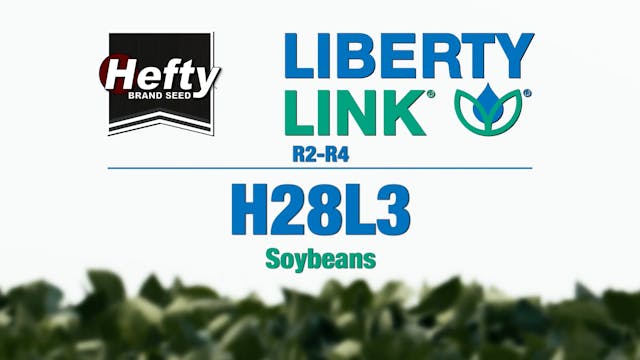 Hefty Brand Soybeans - LibertyLink H2...