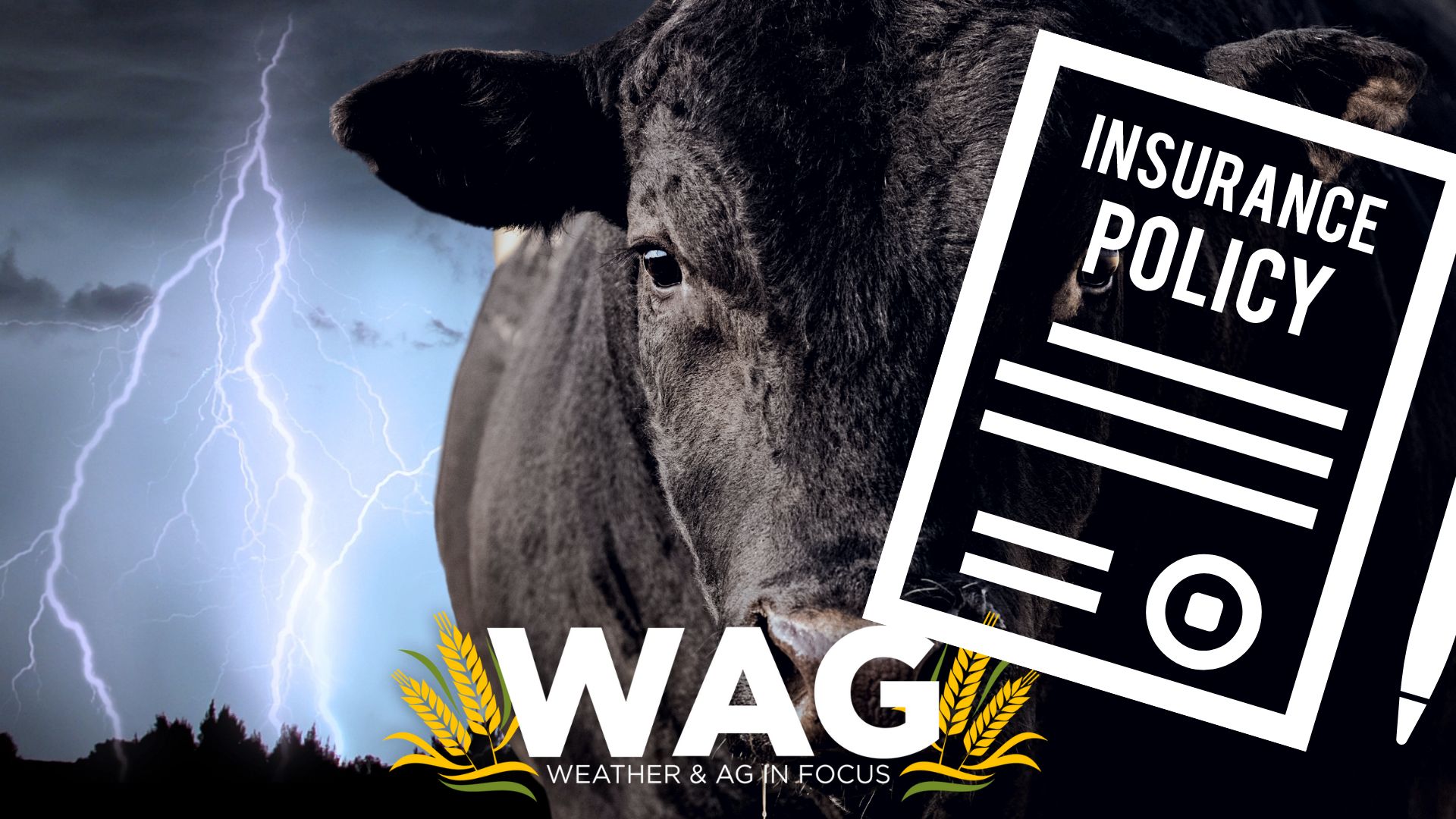 Who Do You Call When Lightning KILLS YOUR BULL? WAG In Focus 3-20-23