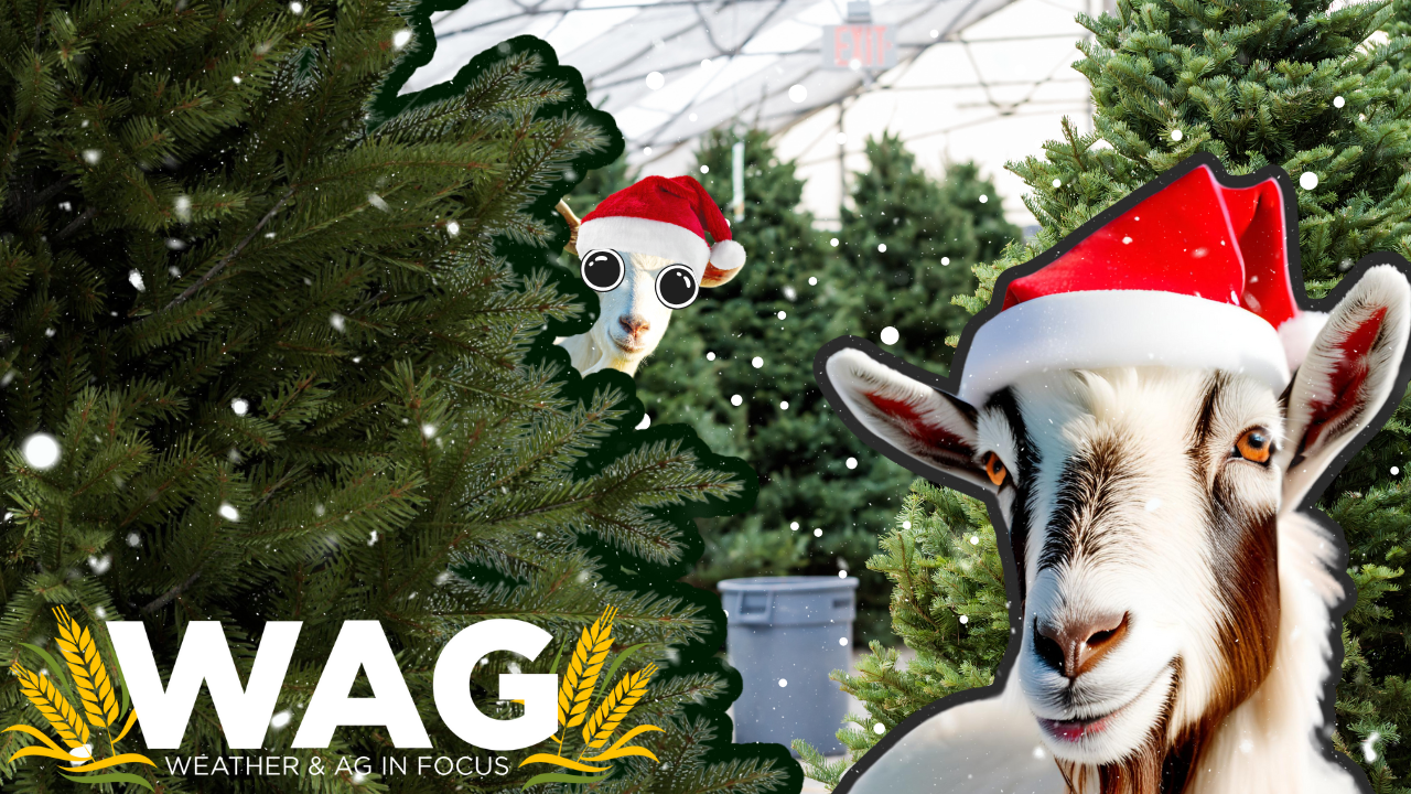 Market Uncovered with Gregg Hanson | WAG in Focus 12-01-25