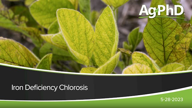 Iron Deficiency Chlorosis | Ag PhD