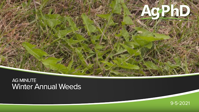 Winter Annual Weeds | Ag PhD