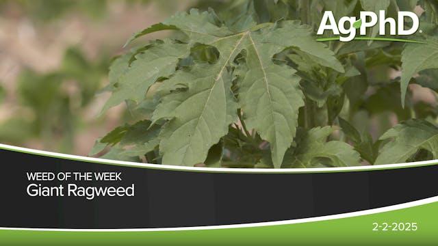 Giant Ragweed | Ag PhD