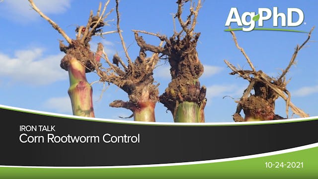 Corn Rootworm Control