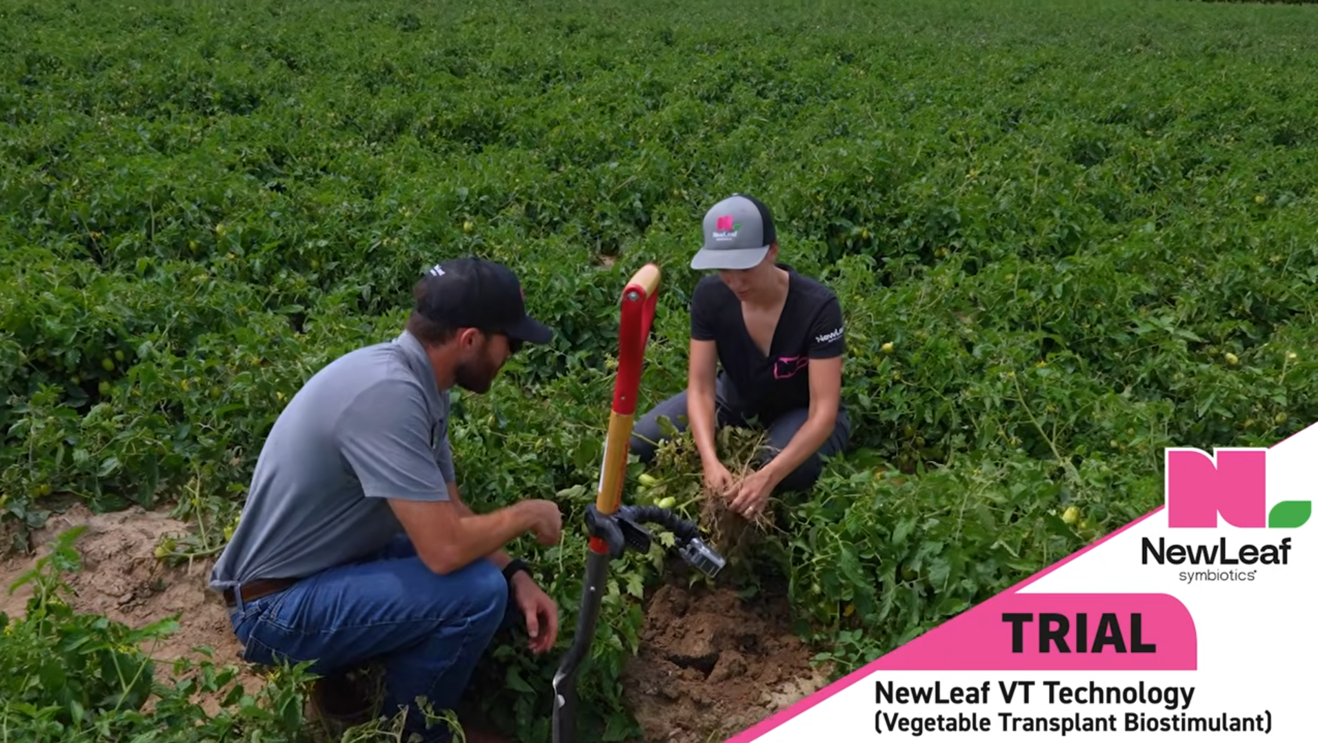 Tomato Trial Results | NewLeaf Symbiotics