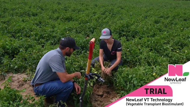 Tomato Trial Results | NewLeaf Symbio...