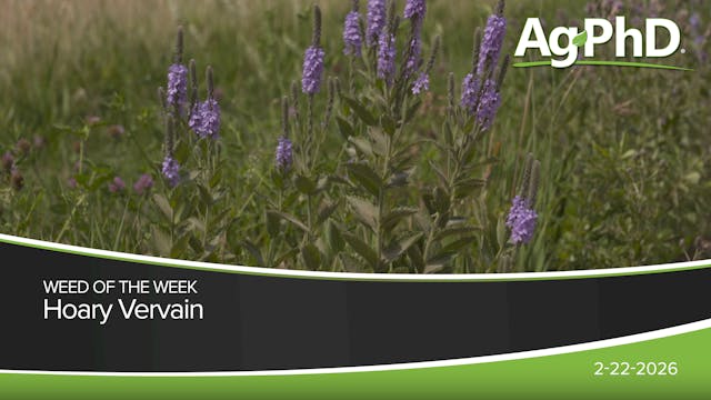 Hoary Vervain | Ag PhD