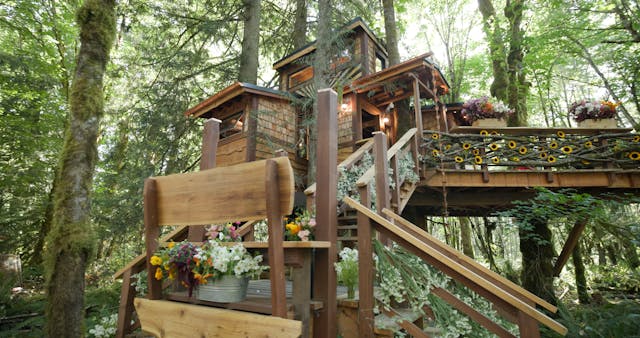 Treehouse In Bloom | Follow the Bloom...