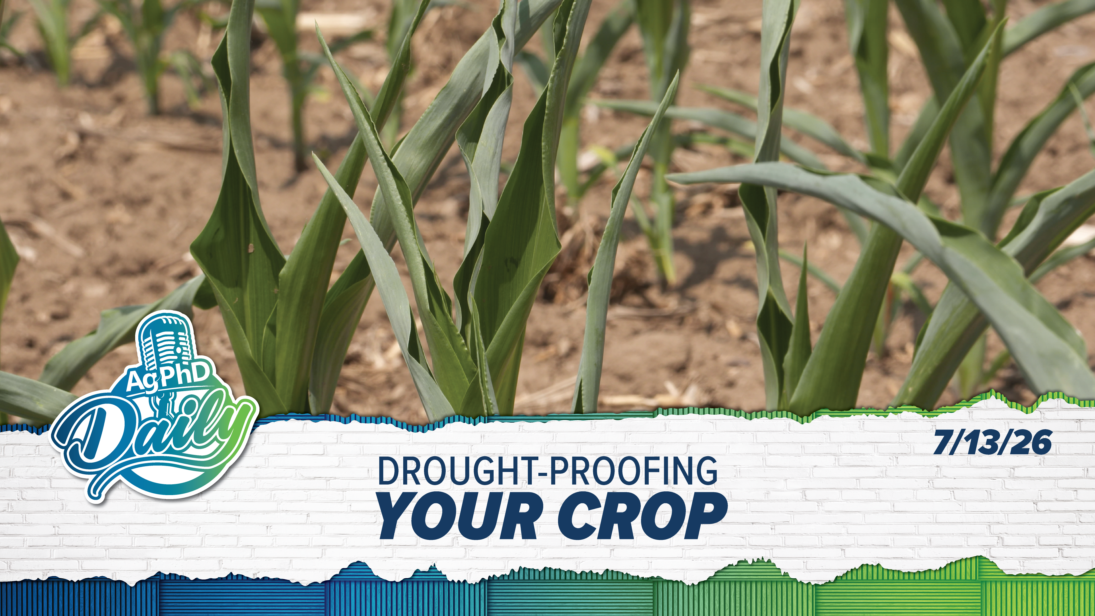Drought-Proofing Your Crop | Ag PhD Daily | 7/16/26