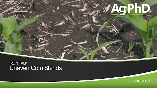Uneven Corn Stands | Ag PhD