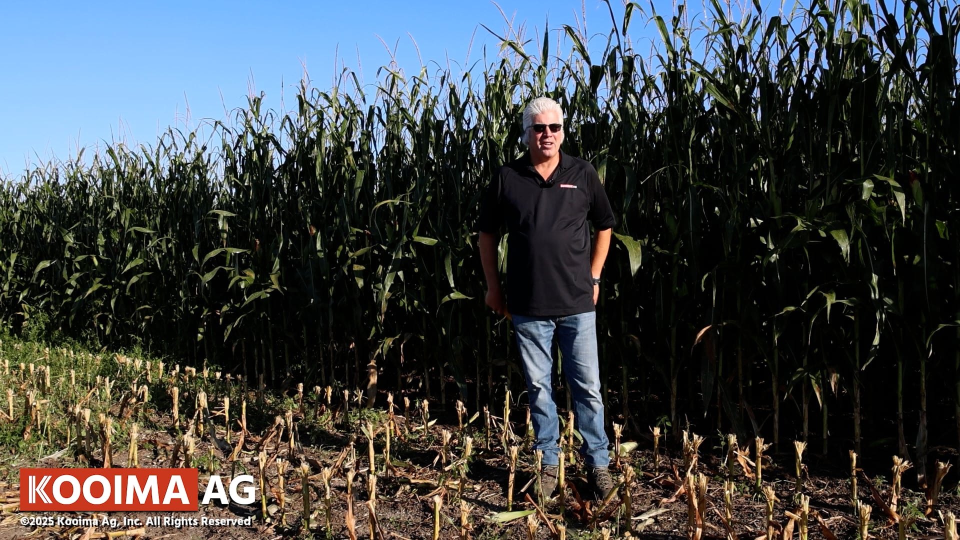 Corn Report from Iowa and New York | Kooima Ag
