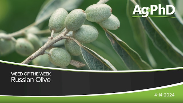Russian Olive | Ag PhD