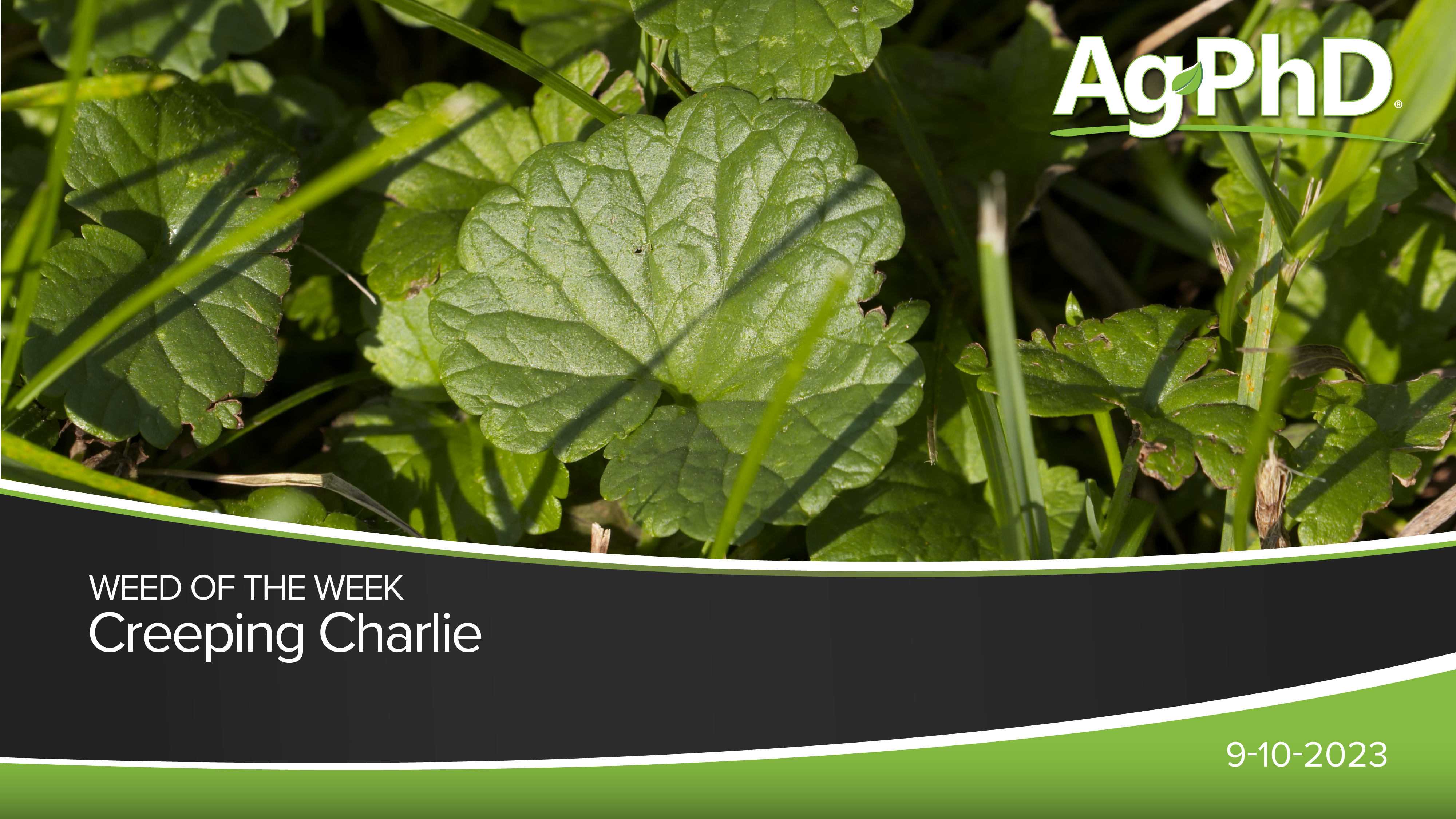 Creeping Charlie | Ag PhD