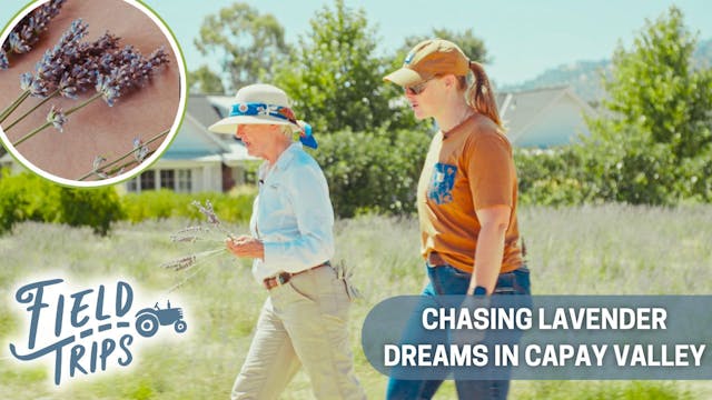 Chasing Lavender Dreams in Capay Vall...