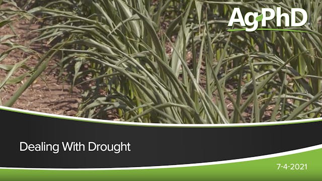 Dealing With Drought | Ag PhD