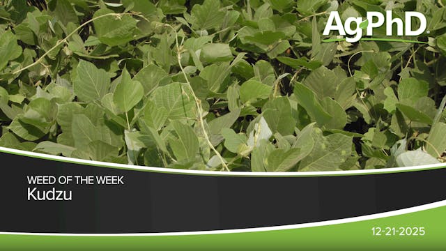 Kudzu | Ag PhD