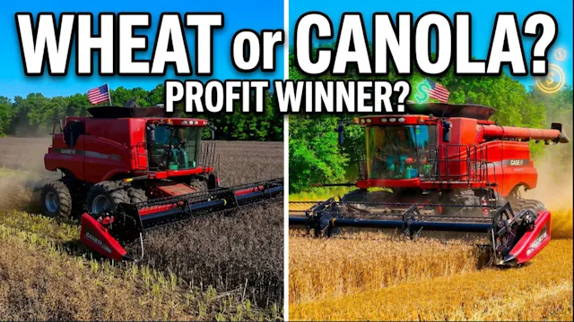 Canola vs Wheat: Which One Made More ...