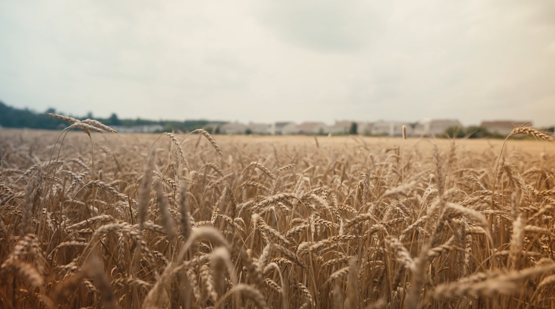 Nutrient Know-How: The Mothers Milk of Nutrients | XtremeAg